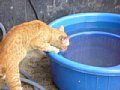 gatti14.jpg